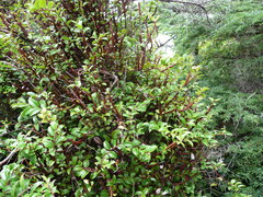 Calyptospora columnaris