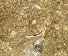 Myrmecophilus pergandei