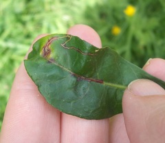 Liriomyza chenopodii