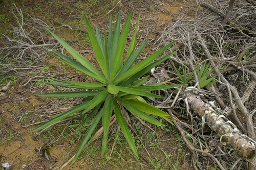 Yucca gigantea