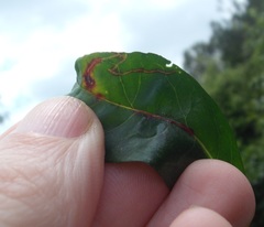 Liriomyza chenopodii