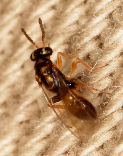 Euplectromorpha