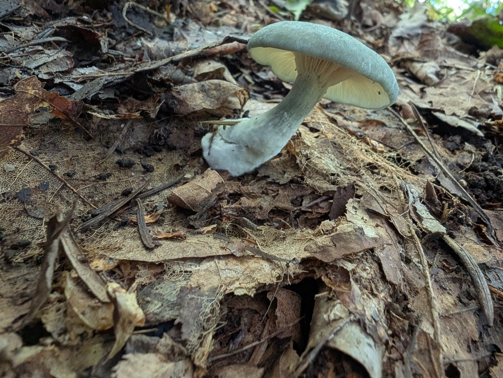 Collybia odora · September 2025 · photo: © atsushi_nakajima_cirque (iNaturalist, cc-by)