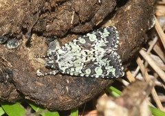Pseudanarta basivirida