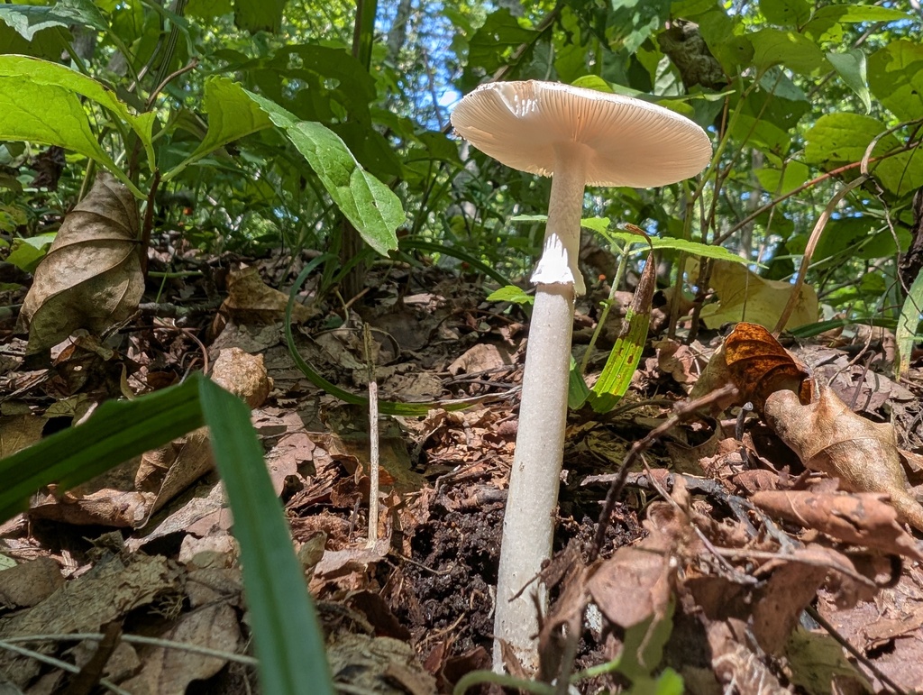 Amanita longistriata · September 2025 · photo: © atsushi_nakajima_cirque (iNaturalist, cc-by)