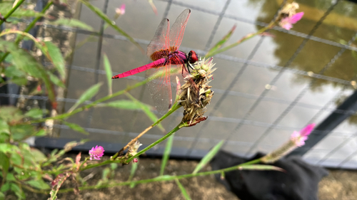 Crimson Marsh Glider
