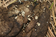 Poronia erici