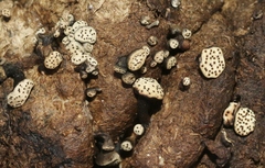 Poronia erici