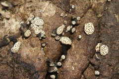 Poronia erici