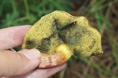 Boletus brunneotomentosus