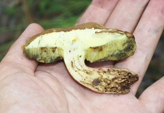 Boletus brunneotomentosus