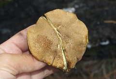 Boletus brunneotomentosus