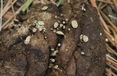 Poronia erici