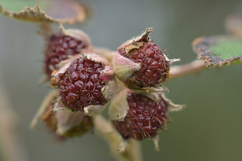 keriberry (Rubus rugosus)