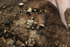 Poronia erici