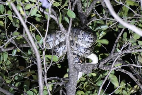 Coastal Carpet Python sighting