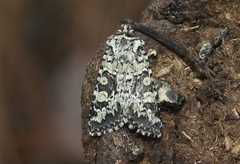 Pseudanarta basivirida