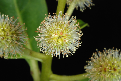 Conocarpus erectus