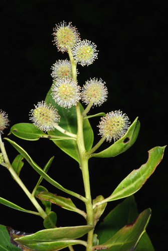 Conocarpus erectus