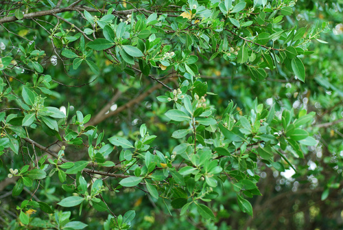 Conocarpus erectus