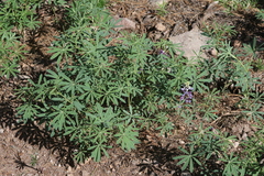 Lupinus neomexicanus