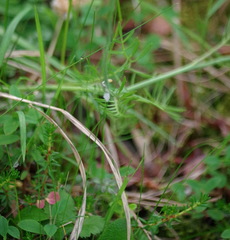 Cardamine polemonioides