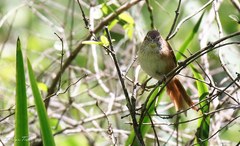 Limnoctites sulphuriferus