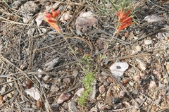 Castilleja patriotica