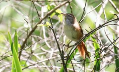 Limnoctites sulphuriferus