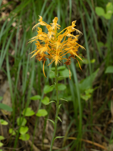 orange-fringed orchid (Platanthera ciliaris)