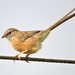 Common Babbler - Photo (c) Subhajit Roy, some rights reserved (CC BY-NC-ND), uploaded by Subhajit Roy