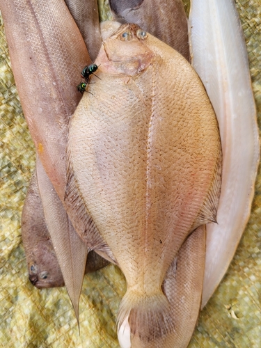 Smooth flounder (Citharichthys stampflii) — Paralichthyidae — 2