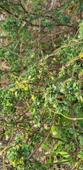 Pimelea serpyllifolia