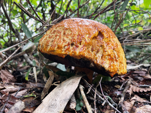Rugiboletus extremiorientalis
