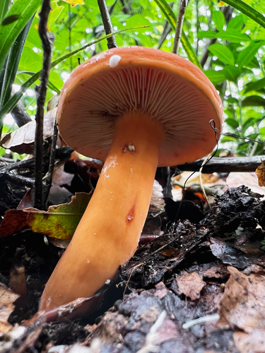 Lactifluus volemus