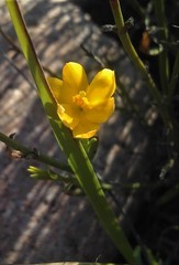 Menodora decemfida