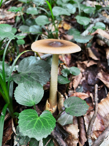 Amanita fulva