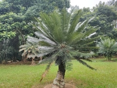Cycas pectinata
