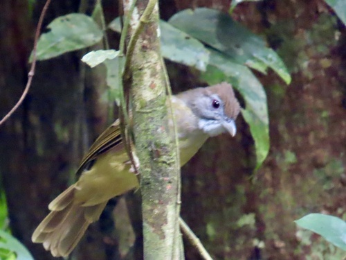 Alophoixus bres observed 2025-09-15