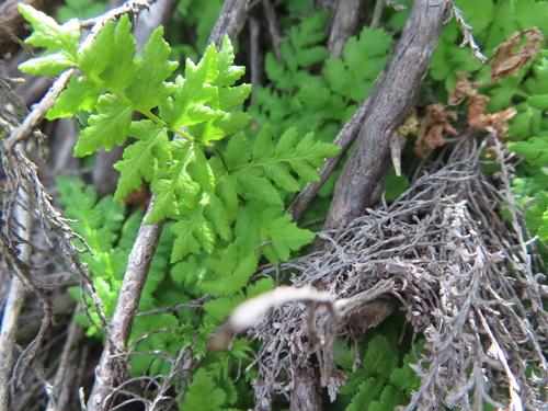 Cape Lipfern (Cheilanthes capensis)