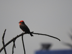 Pyrocephalus rubinus