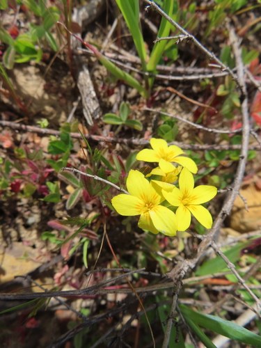 Hannah's Yellowwort (Sebaea solaris)