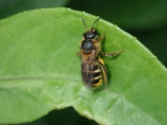 Leuchalictus