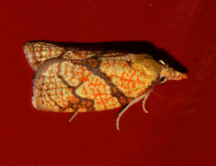 Cenopis reticulatana