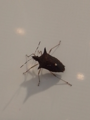 Proxys albopunctulatus