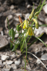 Albuca juncifolia