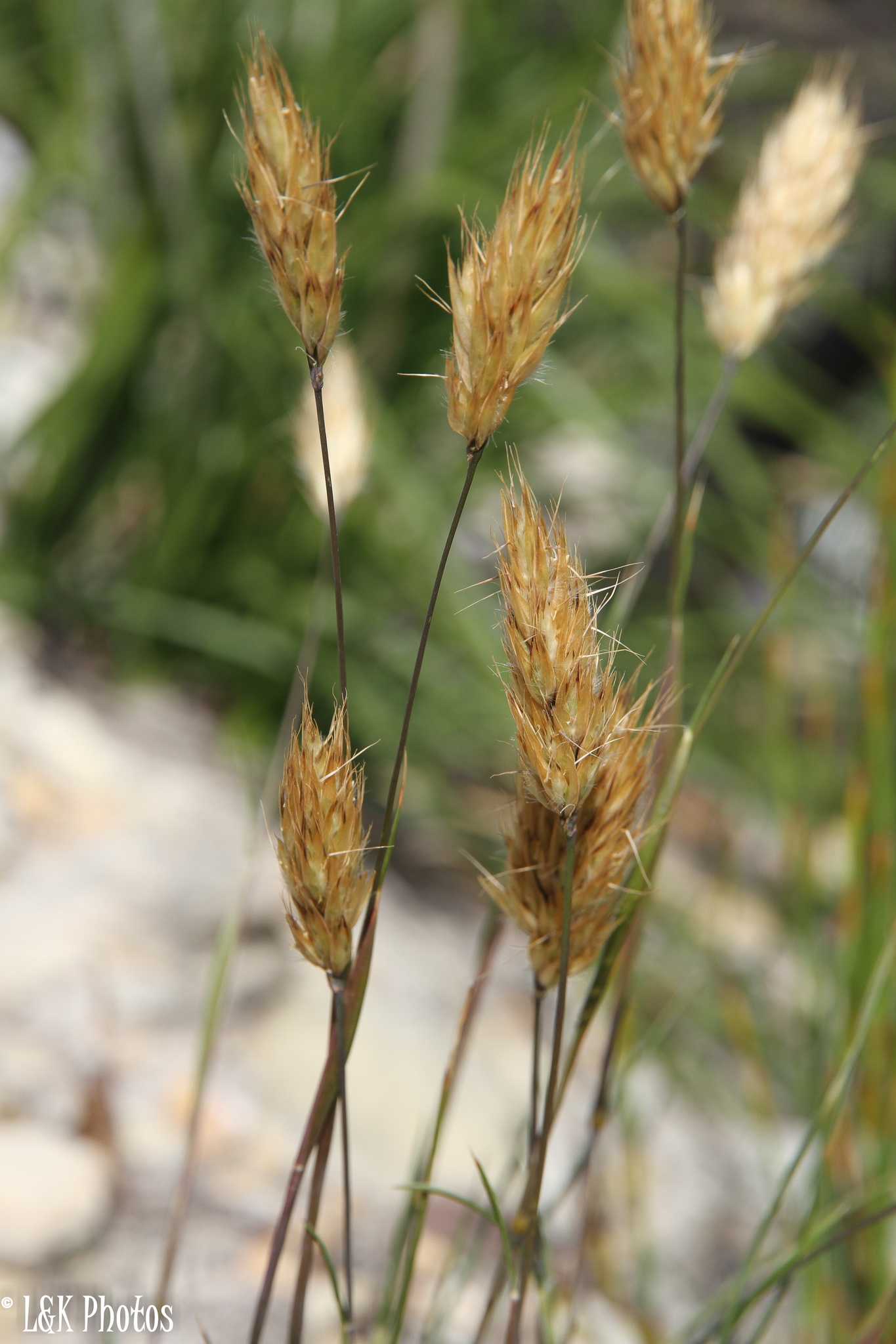 Geochloa rufa