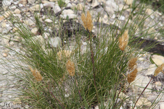 Geochloa rufa