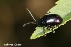 Alticina
