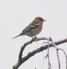 Fringilla coelebs coelebs